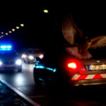 "Indagine su traffico illecito di 327 uccelli da richiamo in Friuli e Veneto: nove indagati."