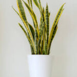 Perché la Sansevieria è considerata una pianta portafortuna?
