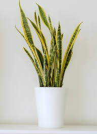 Perché la Sansevieria è considerata una pianta portafortuna?