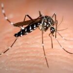 Aumentanto i casi di Virus West Nile nella regione Lazio: è massima allerta