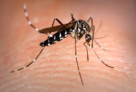 Aumentanto i casi di Virus West Nile nella regione Lazio: è massima allerta
