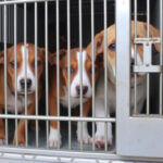 "Nuove leggi contro i maltrattamenti animali: carcere fino a 4 anni e multe elevate."