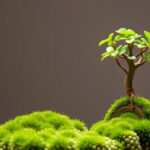 "Immagine di kokedama, l'arte giapponese di coltivare piante senza vaso per decorare la casa."