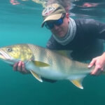 "Pesci affrontano sfide settimanali, ma scoprono opportunità preziose nell'oscurità."