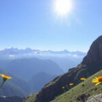 "Fiori straordinari delle montagne, tra cui una specie rara che fiorisce ogni 75 anni."