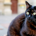 "Colonia felina al Castello Sforzesco di Milano: gatti che vivono tra storia e quotidianità."