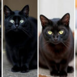 "Quattro razze di gatti neri che mostrano il loro fascino unico, sfidando le superstizioni."