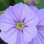 "Nemesia fiorita su un balcone primaverile, pianta ideale per profumi e colori vivaci."