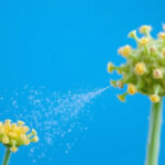 "Rischi del pesticida comune per la salute neurologica e morbo di Parkinson."